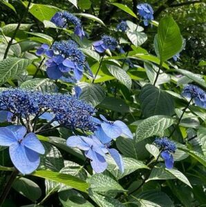 紫陽花