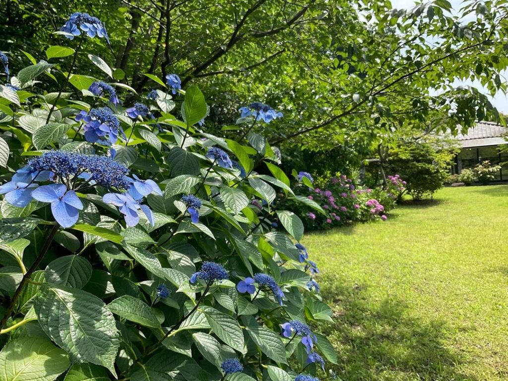 紫陽花